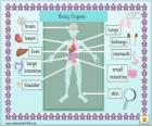 Organen van het menselijk lichaam in het Engels