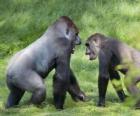 Twee jonge gorilla's lopen op handen en voeten