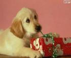 Puppy speelt met een cadeau lint