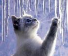 Kitten spelen met ijs