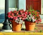 Bloemen in een pot of bloempot