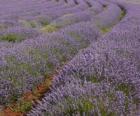 Lavendel veld