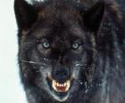 Zwarte Wolf