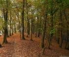 De bomen van een bos