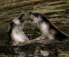 Zeehonden in het water