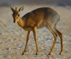 Dikdik