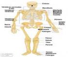 Menselijk skelet. De botten van het menselijk lichaam (Spaans)
