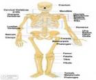 Menselijk skelet. De botten van het menselijk lichaam (Engels)