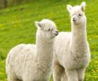 De alpaca is een binnenlandse soorten