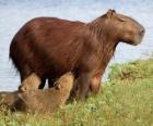 De capibara is een knaagdier uit de familie Caviidae