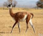 De guanaco