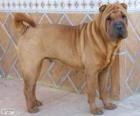 Shar-Pei, Chinese race