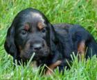 Gordon Setter puppy