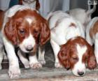 Ierse rode en witte Setter puppies