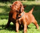 Ierse Setter puppy