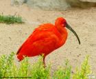 Rode Ibis, inheems in Zuid-Amerika en de nationale vogel van Trinidad en Tobago