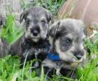 Dwergschnauzer pups