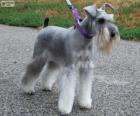 Dwergschnauzer