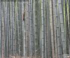 Japanse bamboo forest, is een inheemse plant uit Azië, Amerika, Afrika en Oceanië, met verschillende variëteiten. De bamboe stok heeft tal van hulpprogramma's door de weerstand en de flexibiliteit