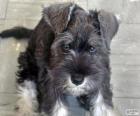 Middenslagschnauzer of schnauzer puppy