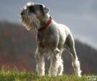 Middenslagschnauzer of schnauzer