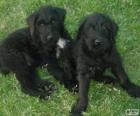 Riesenschnauzer pups