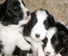 Schapendoes pups