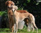 Saluki of Perzische windhond