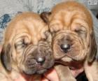 Pups van bloedhond