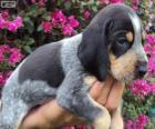 Grand Bleu de Gascogne puppy