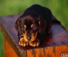 Black and tan coonhound pup