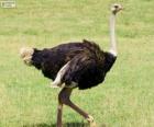 Mannelijke struisvogel