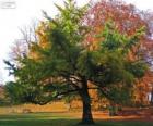 De Japanse notenboom, Ginkgo biloba