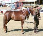 Waler paard van oorsprong uit Australië