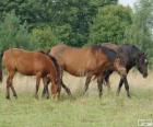 Žemaitukas of Zhmud, Zhemaichu paard van oorsprong uit Litouwen