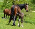 Württemberger, Baden-Württemberger, paard van oorsprong uit Duitsland