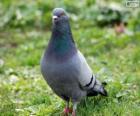 Rotsduif