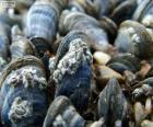 Mossel, mariene dier