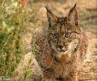 Europese Lynx