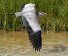 Blauwe reiger