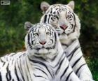 Witte Bengalen Tigers