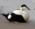 Eider of eidereend