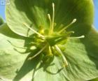 Groene bloem