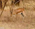 Indische gazelle