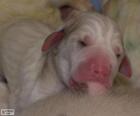 Porcelaine pup pasgeboren, is een hond van Franse oorsprong