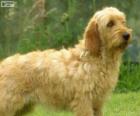 Basset Fauve de Bretagne