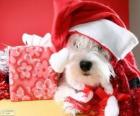 Hond met een kerstman hoed en zijn gave