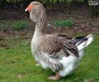 Toulouse gans