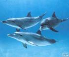 Dolfijnen zwemmen in de zeebodem