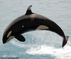 Orca in een sprong. Een walvisachtigen met zwarte huid met witte onderdelen